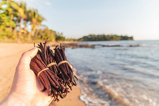 vanille de Madagascar